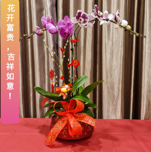 Phalaenopsis - CNY