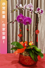 Load image into Gallery viewer, Phalaenopsis - CNY