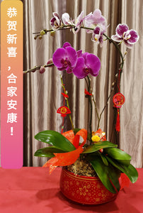 Phalaenopsis - CNY