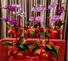 Load image into Gallery viewer, Phalaenopsis - CNY