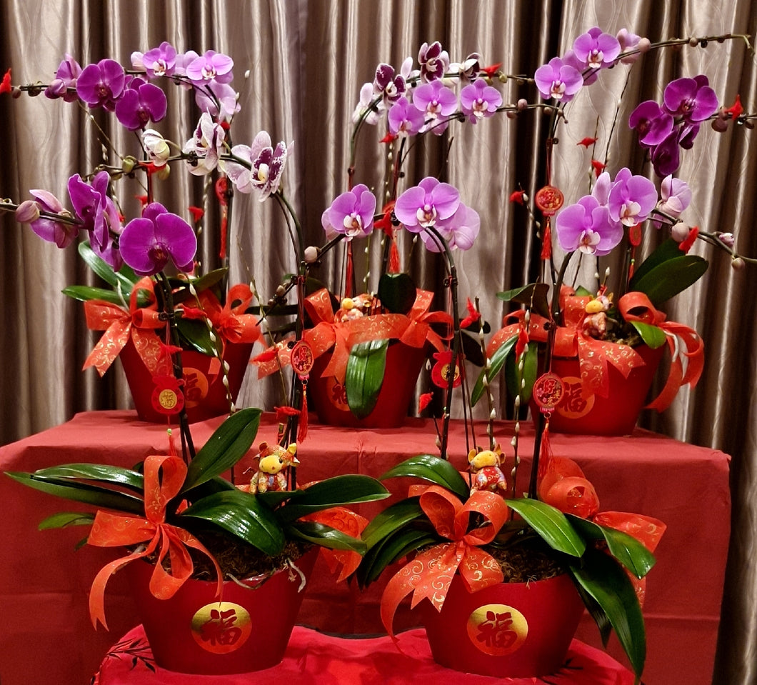 Phalaenopsis - CNY