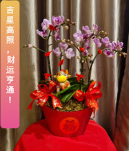 Load image into Gallery viewer, Phalaenopsis - CNY