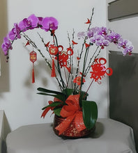 Load image into Gallery viewer, Phalaenopsis - CNY