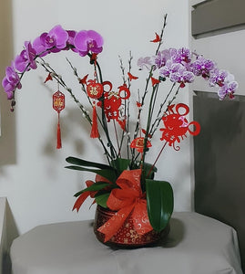 Phalaenopsis - CNY