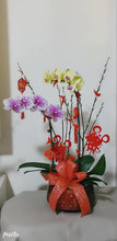 Load image into Gallery viewer, Phalaenopsis - CNY