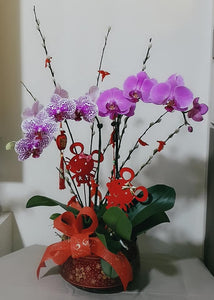 Phalaenopsis - CNY