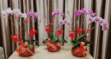 Load image into Gallery viewer, Phalaenopsis - CNY