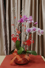 Load image into Gallery viewer, Phalaenopsis - CNY