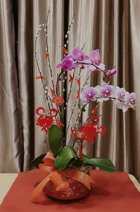 Phalaenopsis - CNY