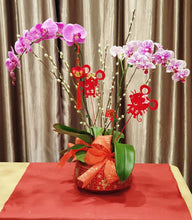 Load image into Gallery viewer, Phalaenopsis - CNY