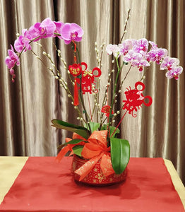 Phalaenopsis - CNY