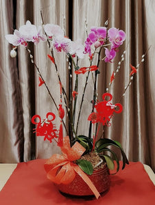 Phalaenopsis - CNY