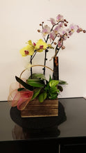 Load image into Gallery viewer, Phalaenopsis with wood base