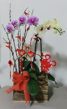 Load image into Gallery viewer, Phalaenopsis with wood base