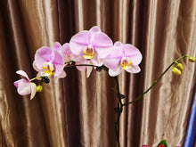 Load image into Gallery viewer, Phalaenopsis