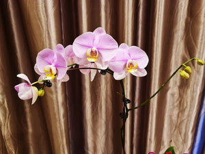 Phalaenopsis