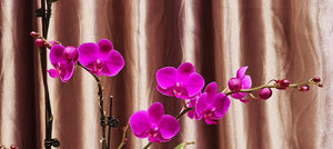 Phalaenopsis