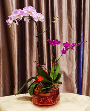 Load image into Gallery viewer, Phalaenopsis