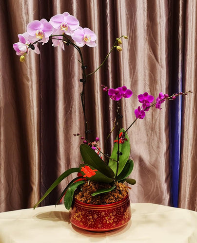 Phalaenopsis