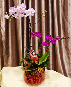 Phalaenopsis